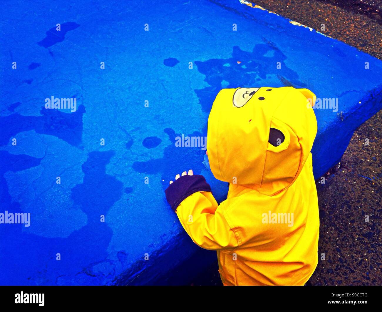 Baby bear playing in the rain - Smartphone Captured Stock Image