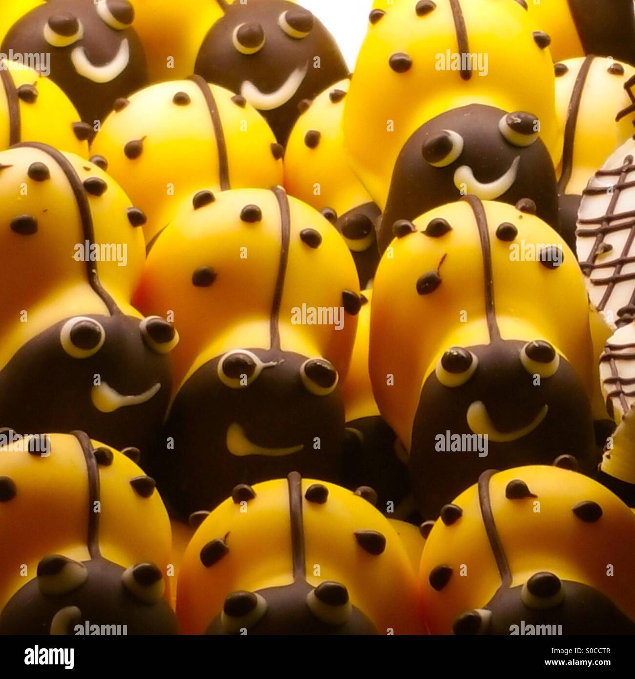 Sugary Yellow Lady Bugs - Smartphone Captured Stock Image