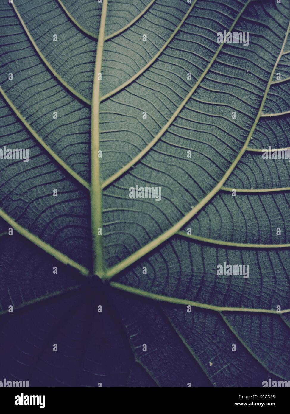 A nature's pattern. - Smartphone Captured Stock Image