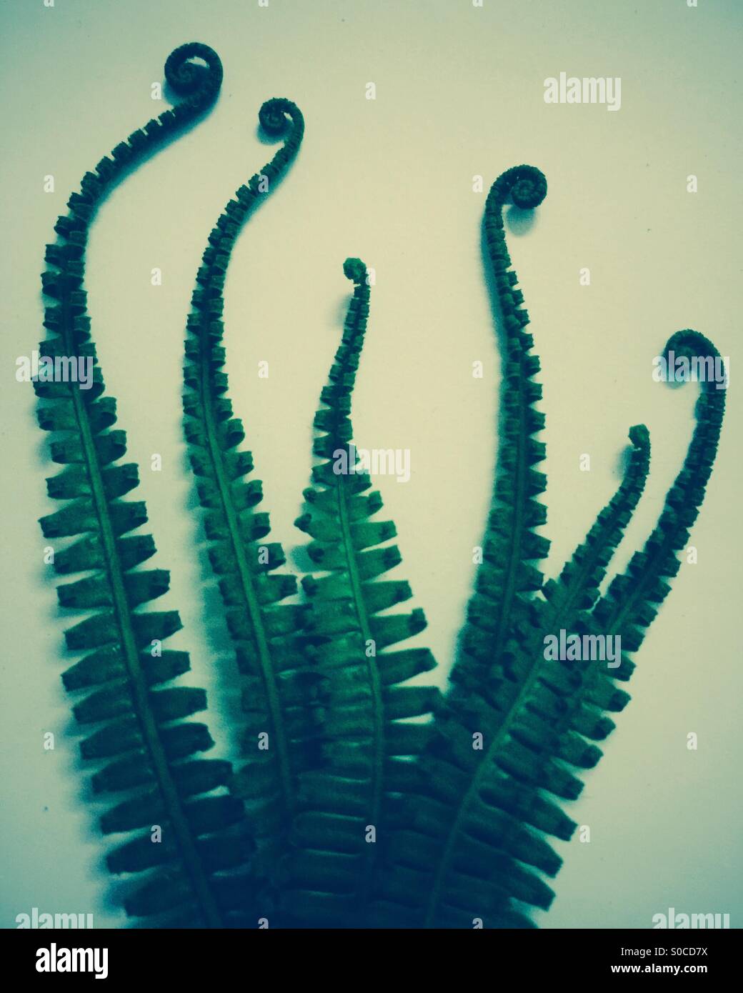 Curly ferns. - Smartphone Captured Stock Image