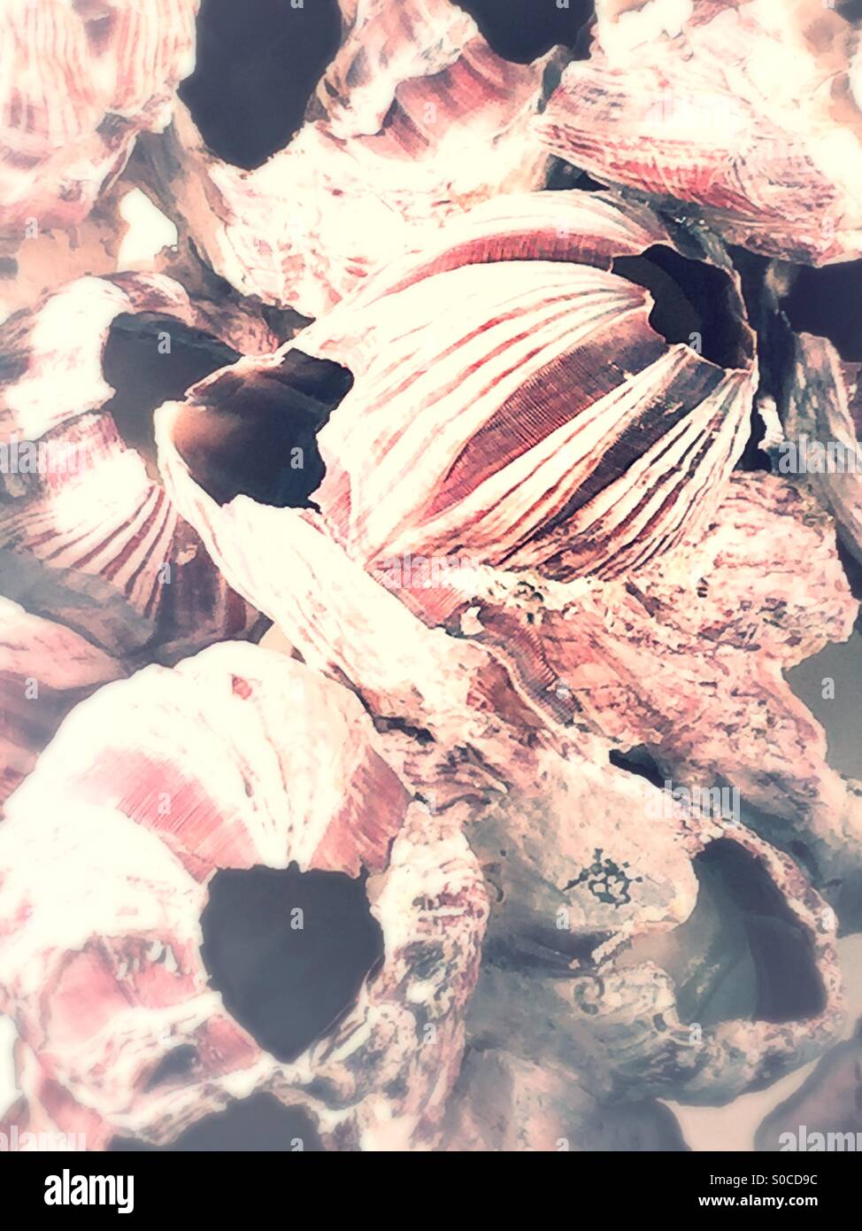 Barnacles - Smartphone Captured Stock Image