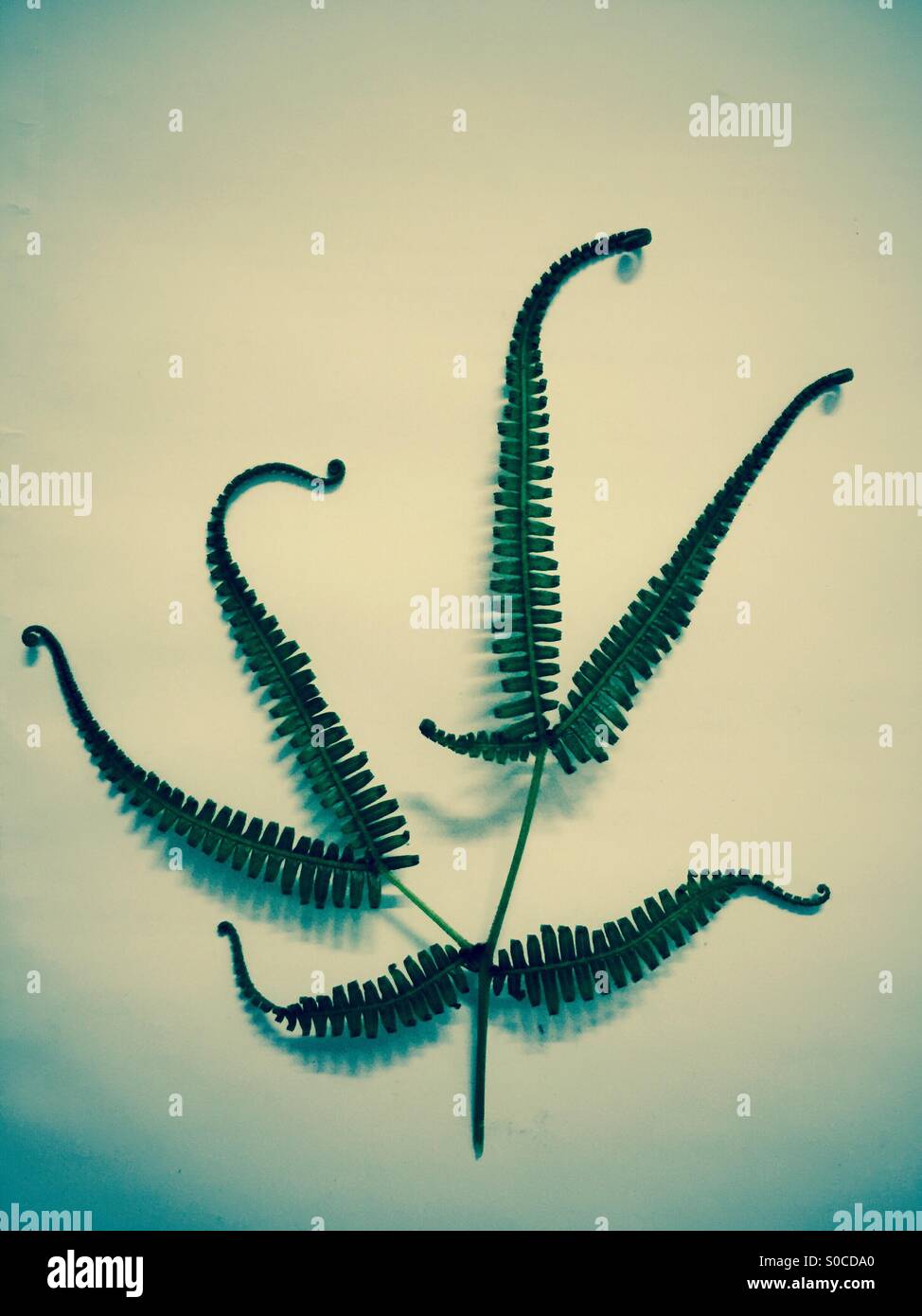 Darkened fern. - Smartphone Captured Stock Image