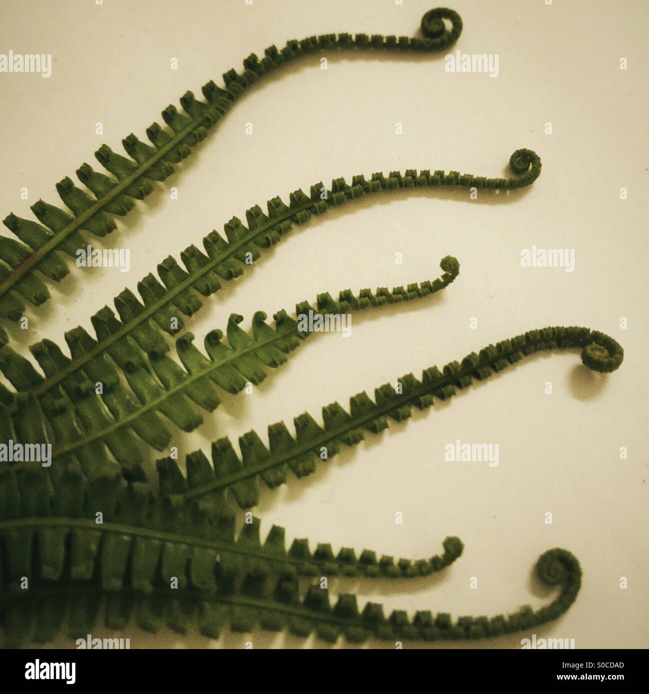 Fern leaves. - Smartphone Captured Stock Image