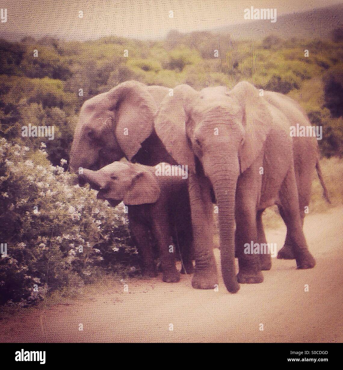 Family of elephants with baby eating from bush Stock Photo Alamy