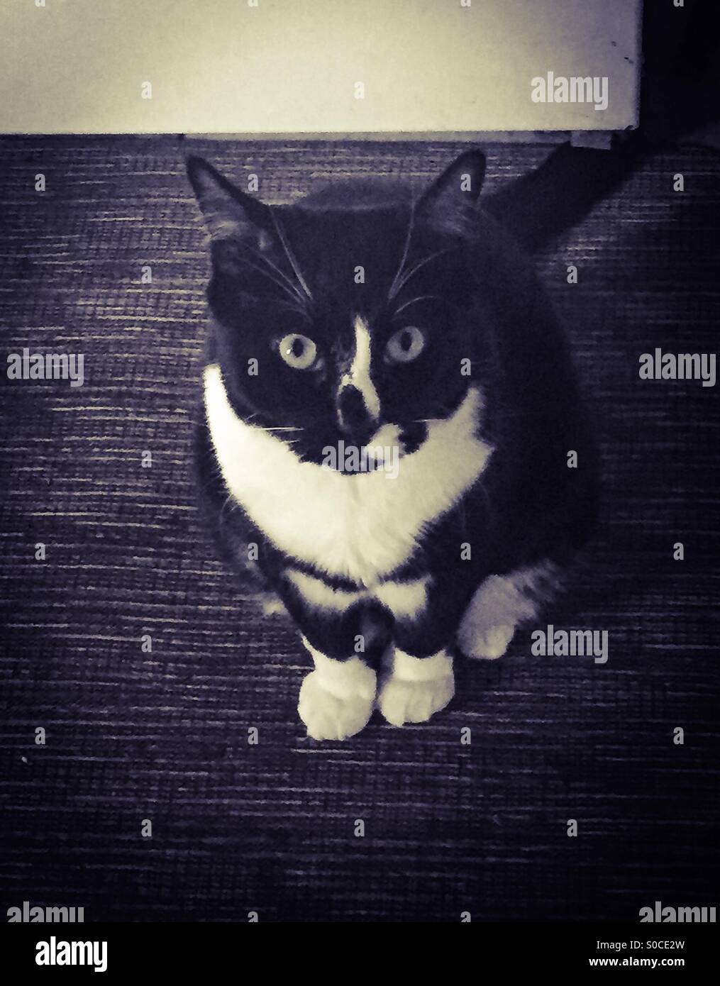 tuxedo cat looking at owner. - Smartphone Captured Stock Image