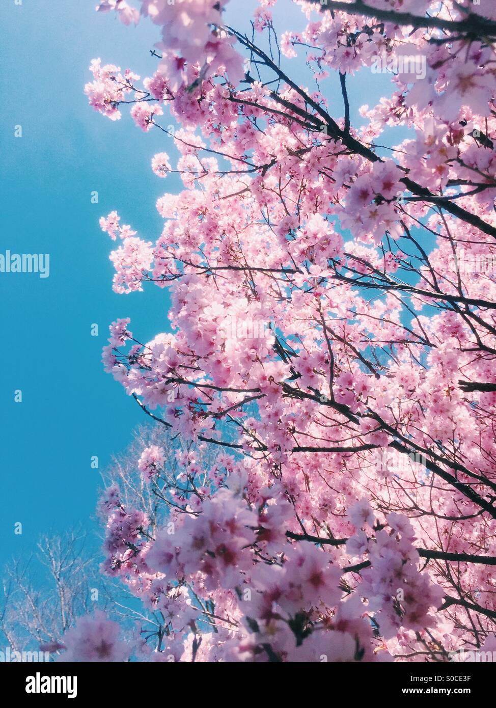 Beautiful pink sakura or cherry blossoms, one part bathed in sunlight and another part in the shadows, with blue sky in background. Stock Photo