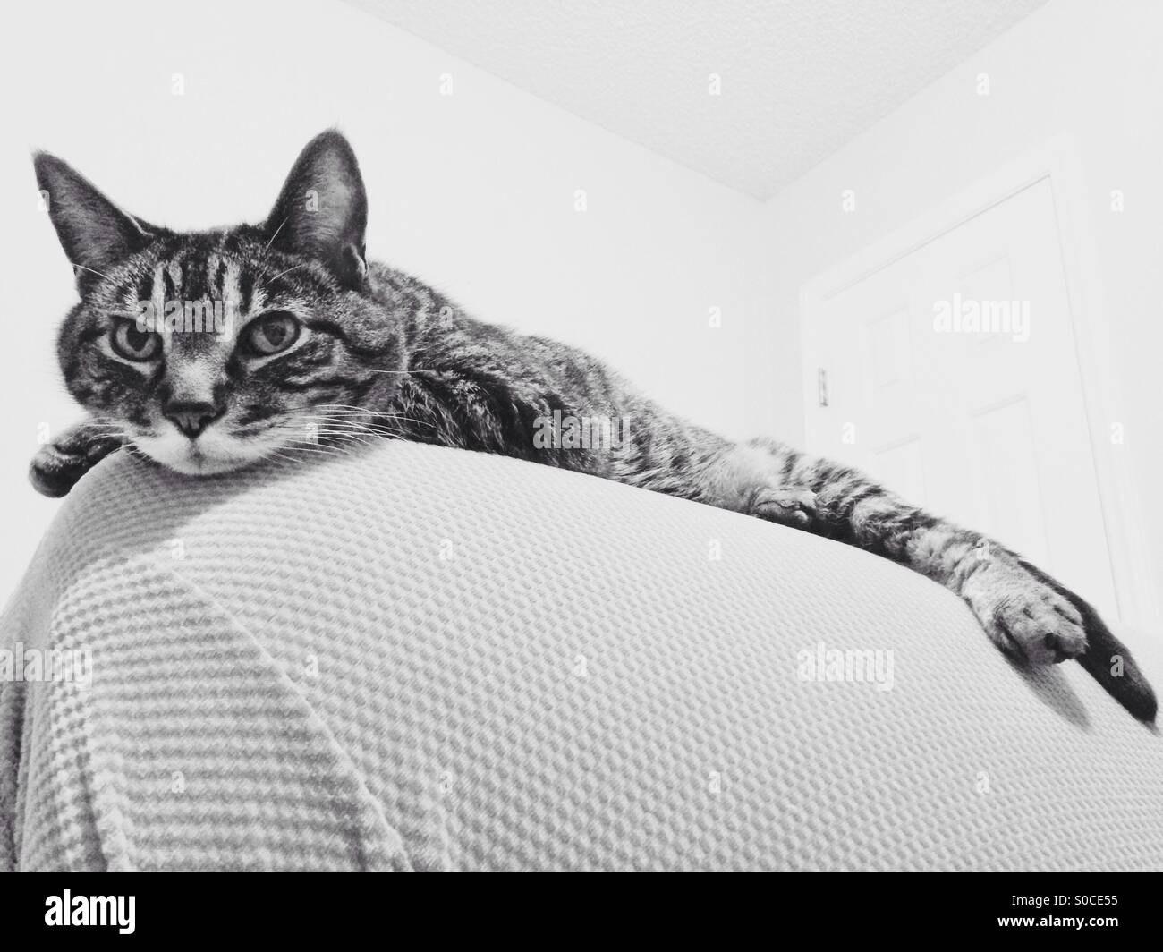 Relaxed cat - Smartphone Captured Stock Image