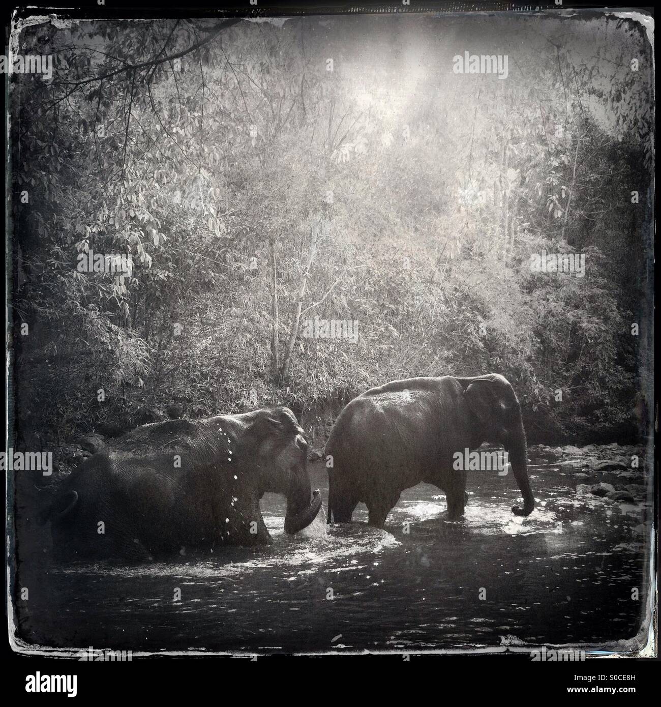Two Asian elephants walk in a river in Cambodia jungle - Smartphone Captured Stock Image