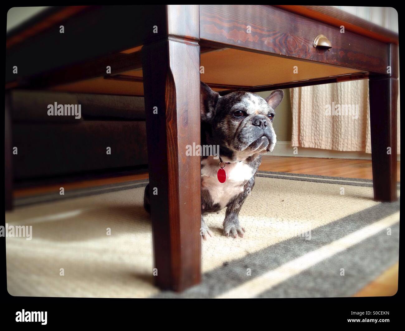 Why Does My Dog Sit Under The Table