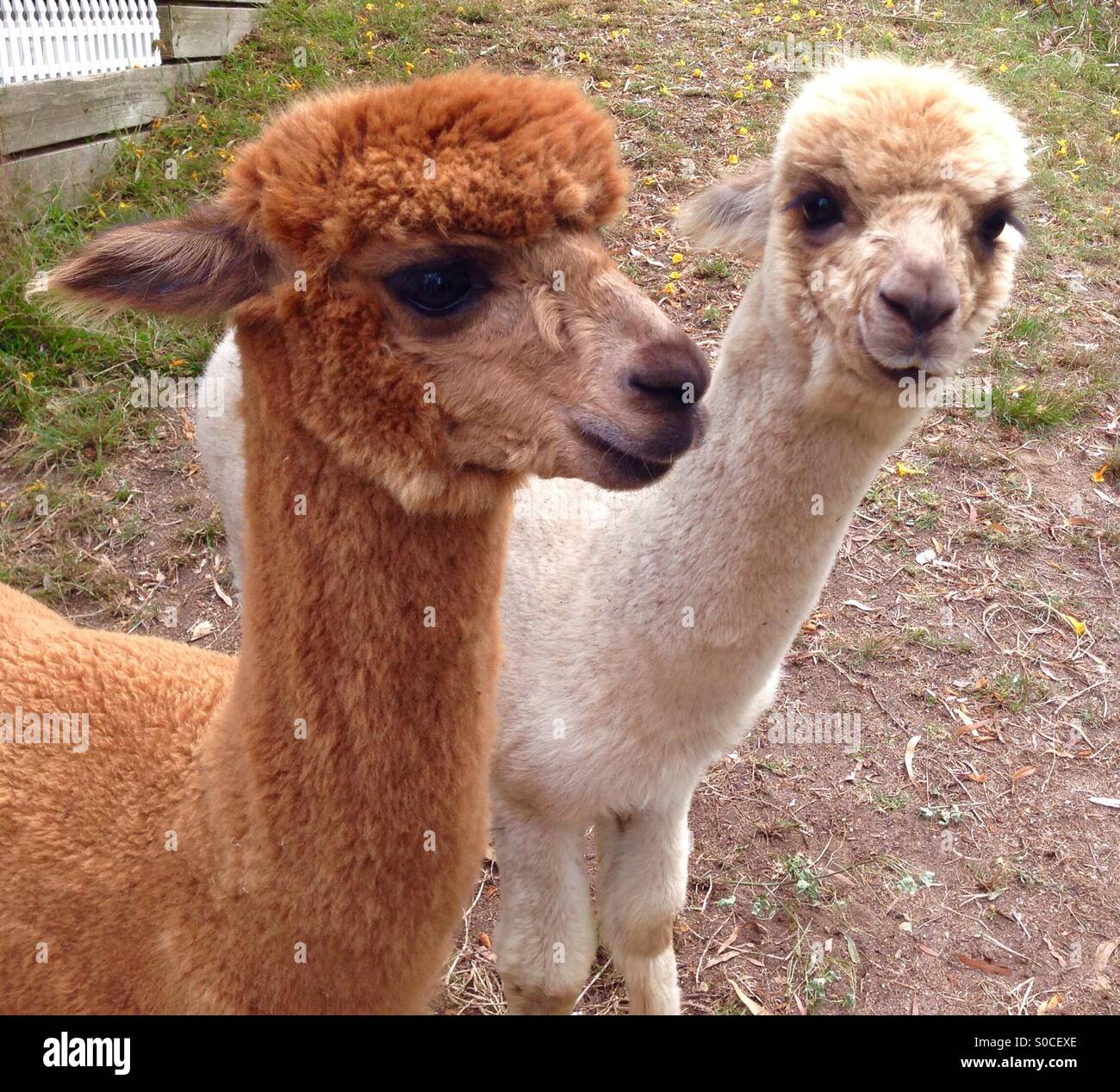 Young Male and Female Alpacas Stock Photo