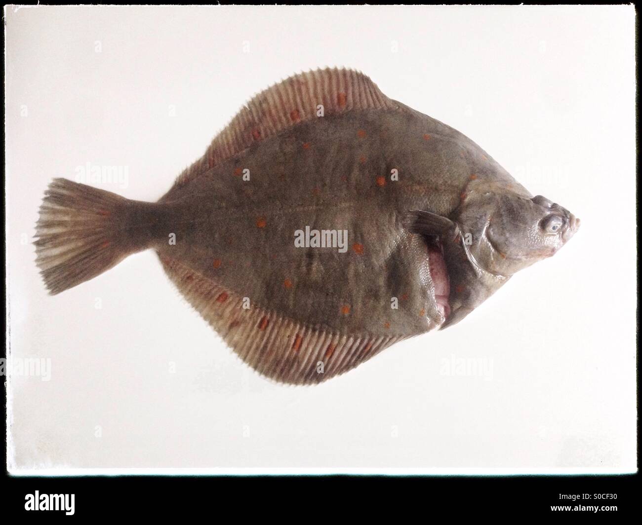 Plaice fish hi-res stock photography and images - Alamy