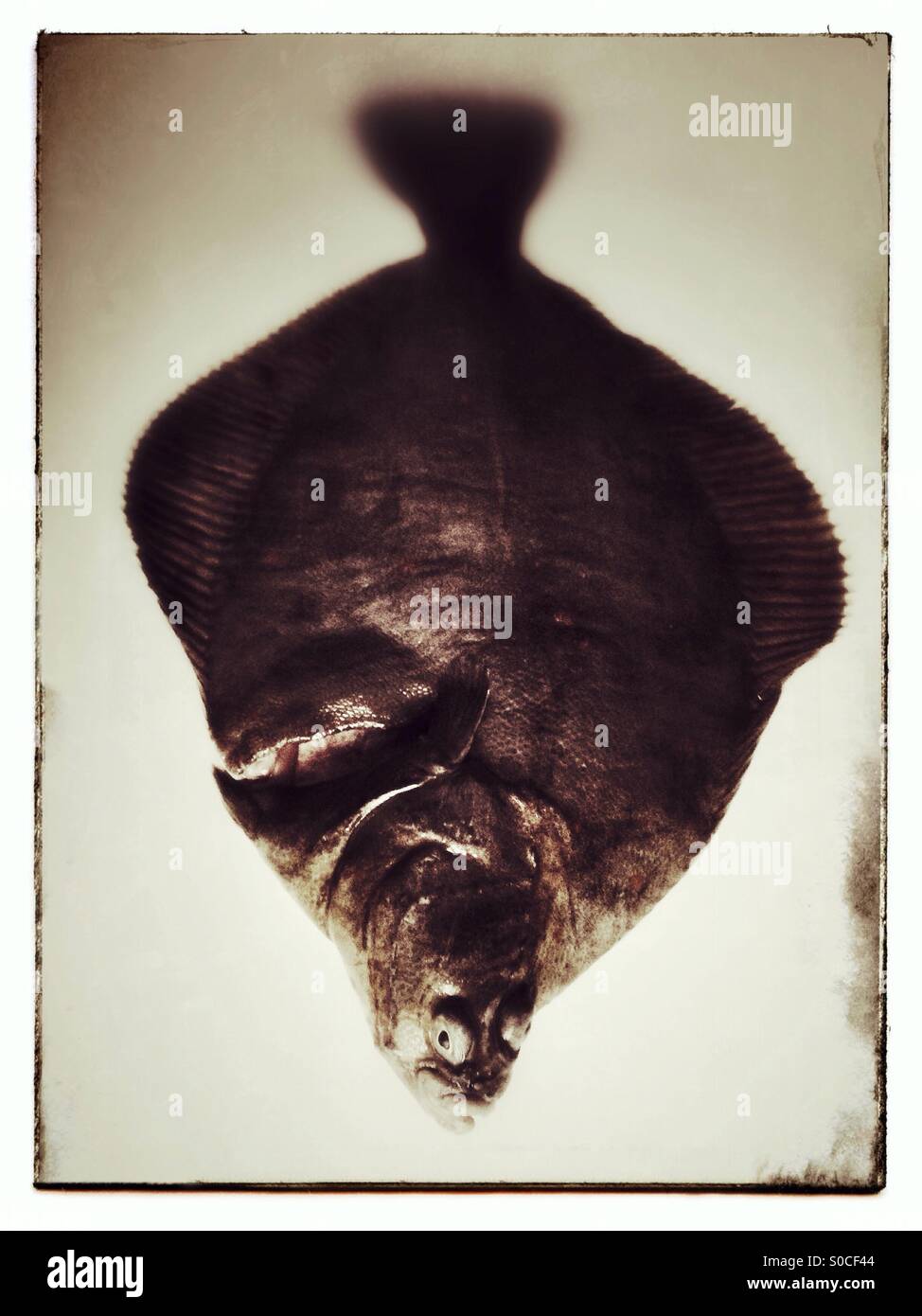 Plaice fish - Smartphone Captured Stock Image