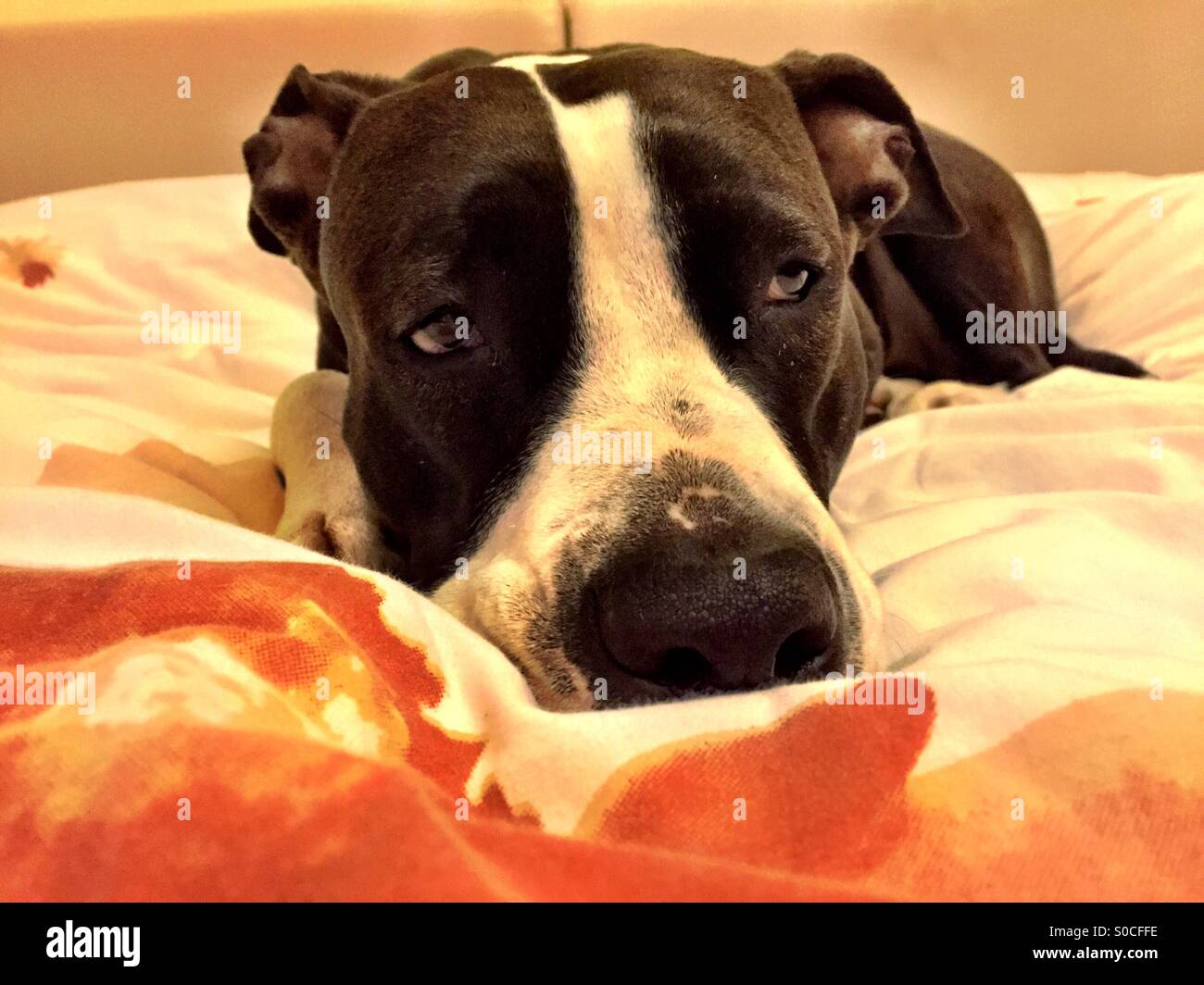 Dog eyes sleepy hires stock photography and images Alamy