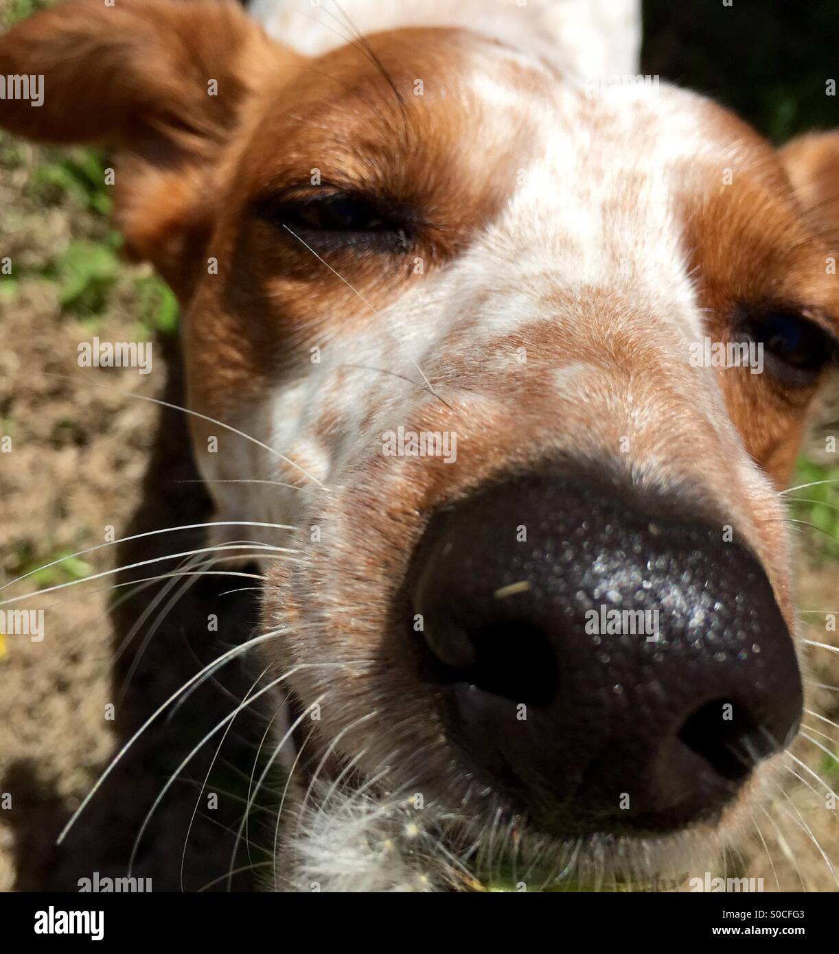Dog eating a dandelion Stock Photo Alamy