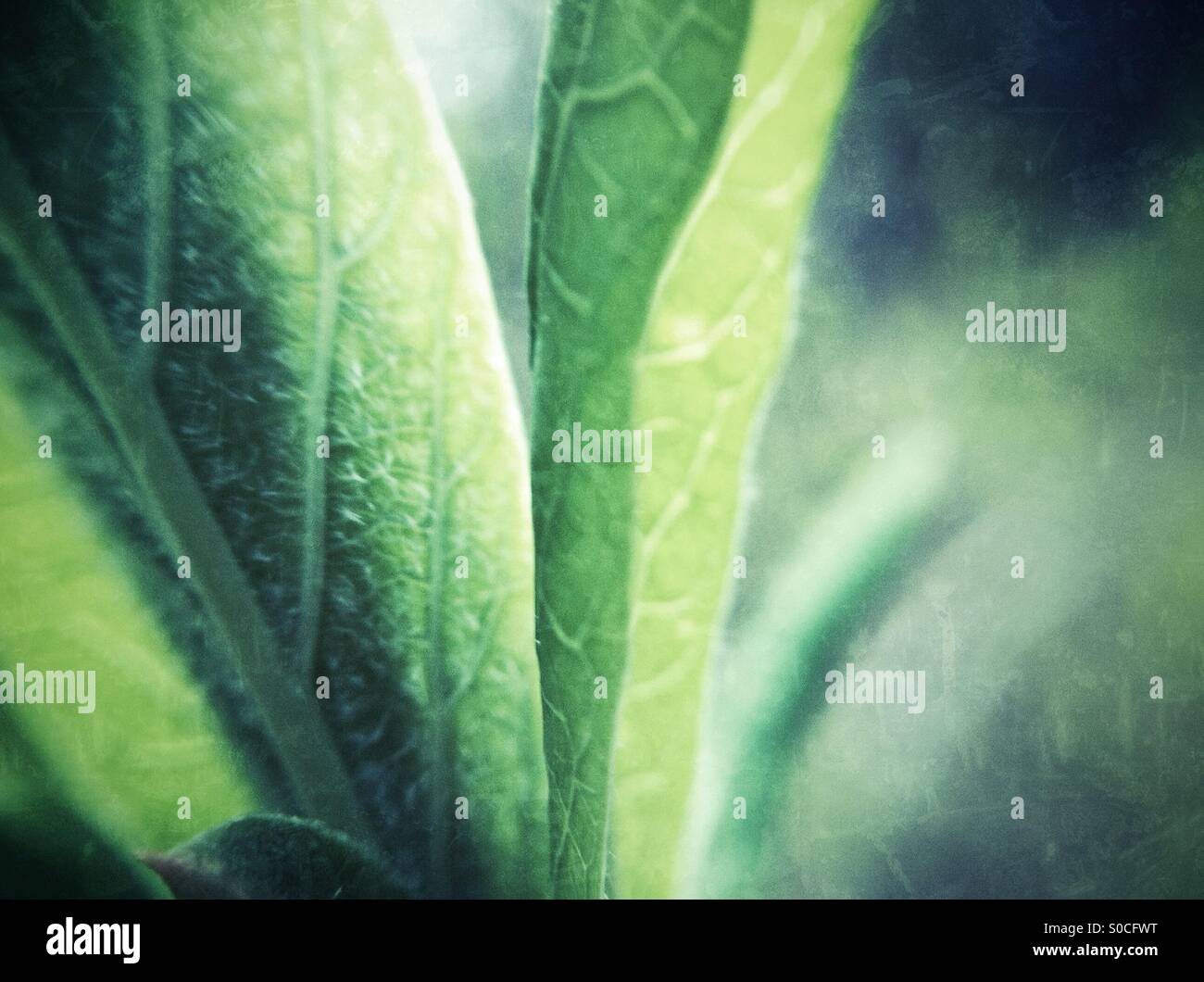 macro shot of green leaves of a plant - Smartphone Captured Stock Image