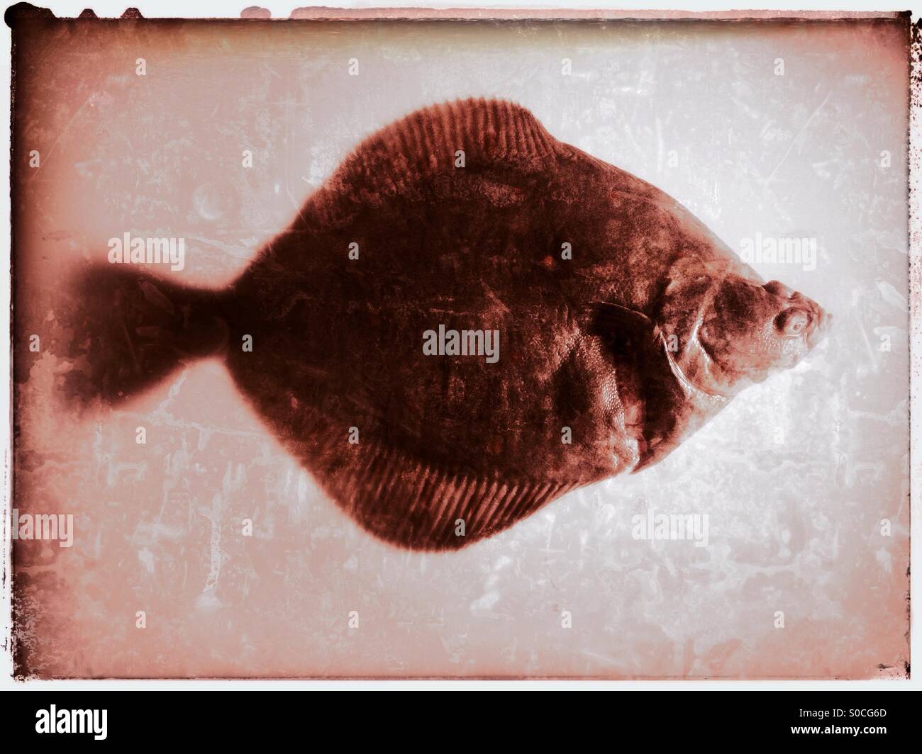 Large plaice flat fish - Smartphone Captured Stock Image