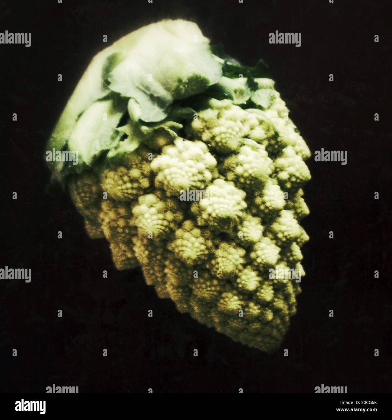 romanesco broccoli or cauliflower vegetable - Smartphone Captured Stock Image