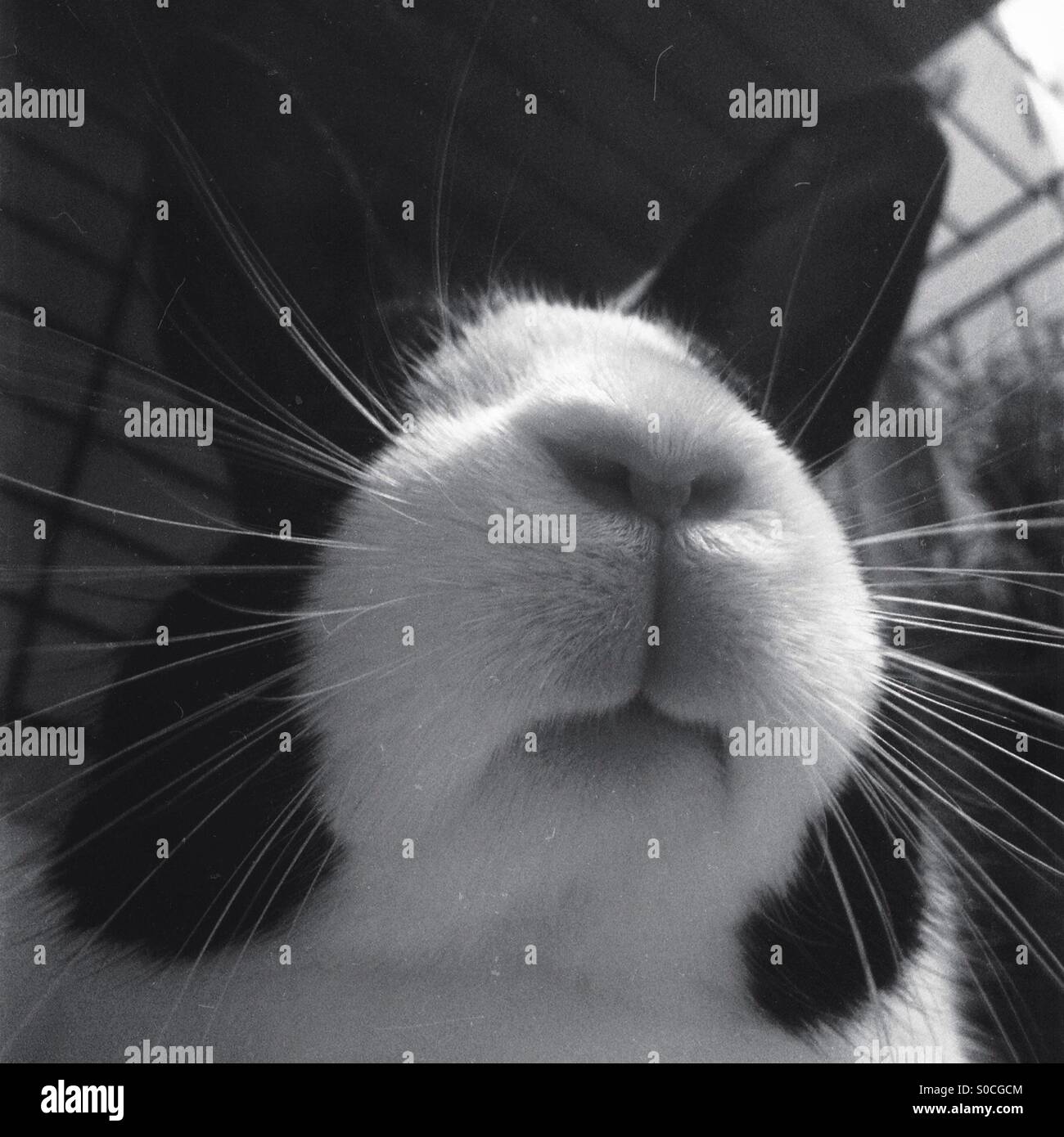 Dutch rabbit in a cage - Smartphone Captured Stock Image