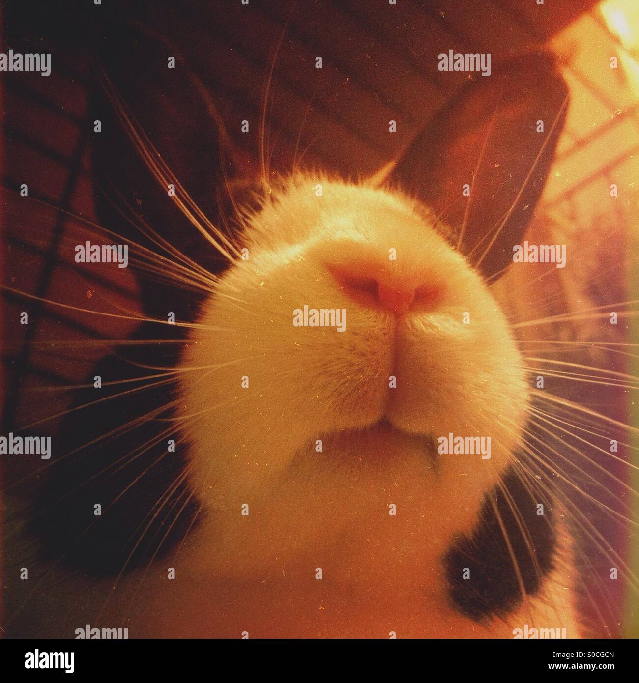 Dutch rabbit in a cage - Smartphone Captured Stock Image