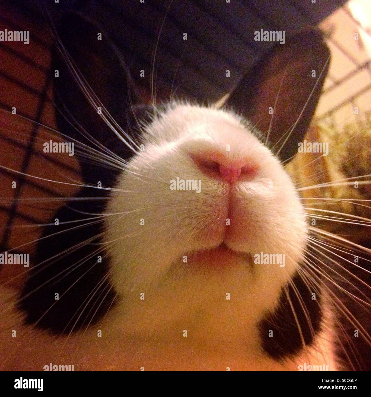 Dutch rabbit in a cage - Smartphone Captured Stock Image