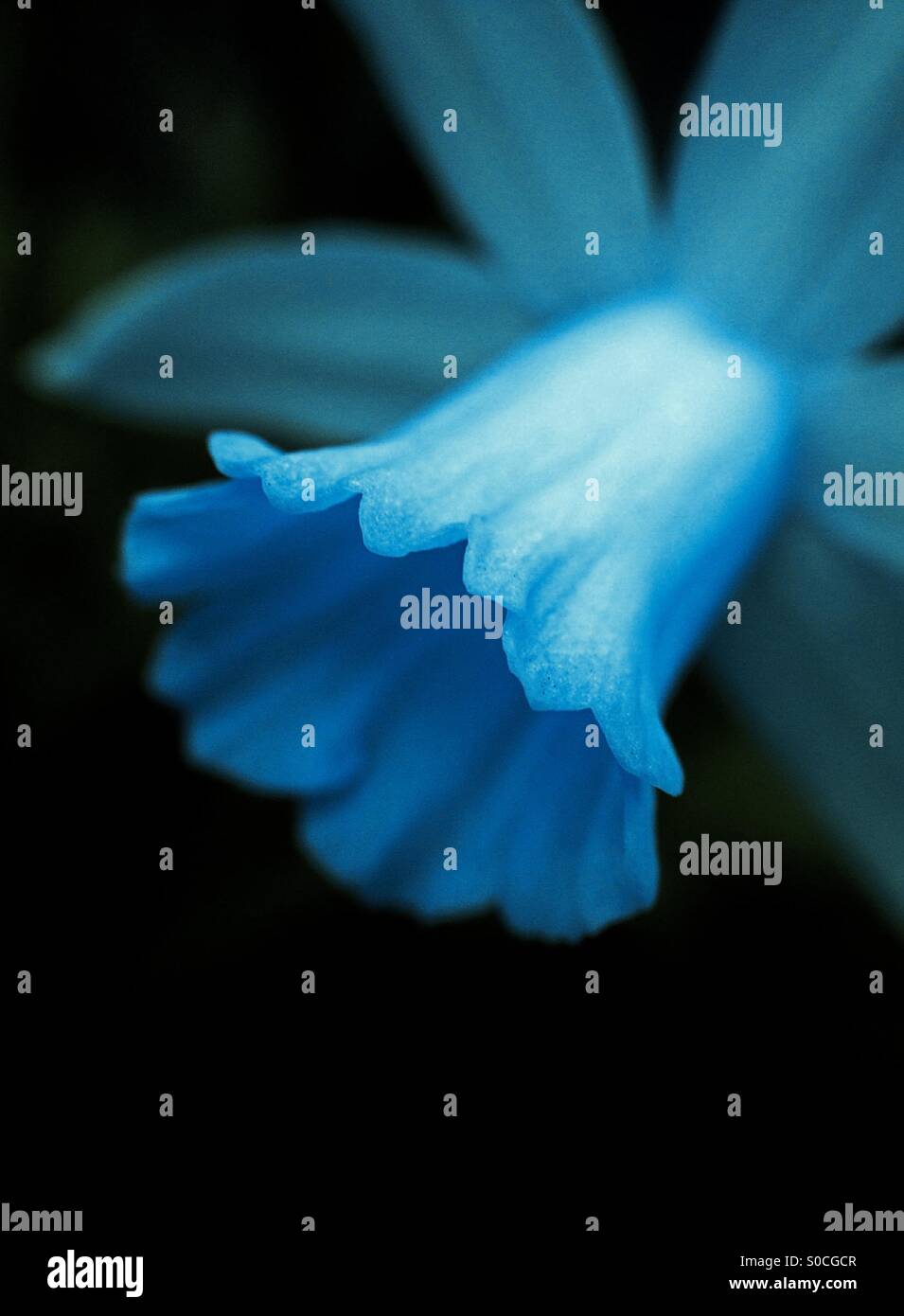Colour change on a daffodil flower Stock Photo Alamy