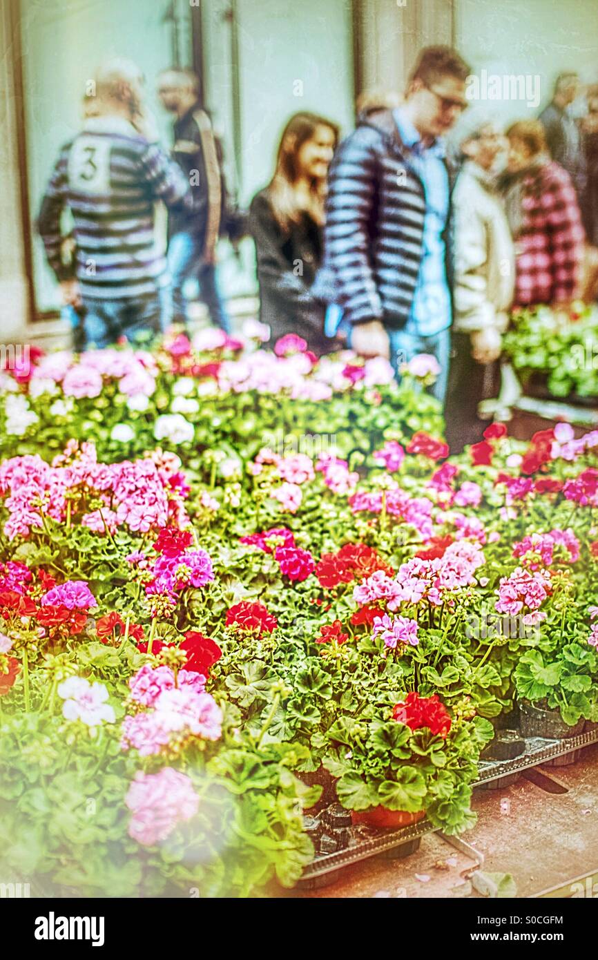 Flower street market - Italy - Smartphone Captured Stock Image