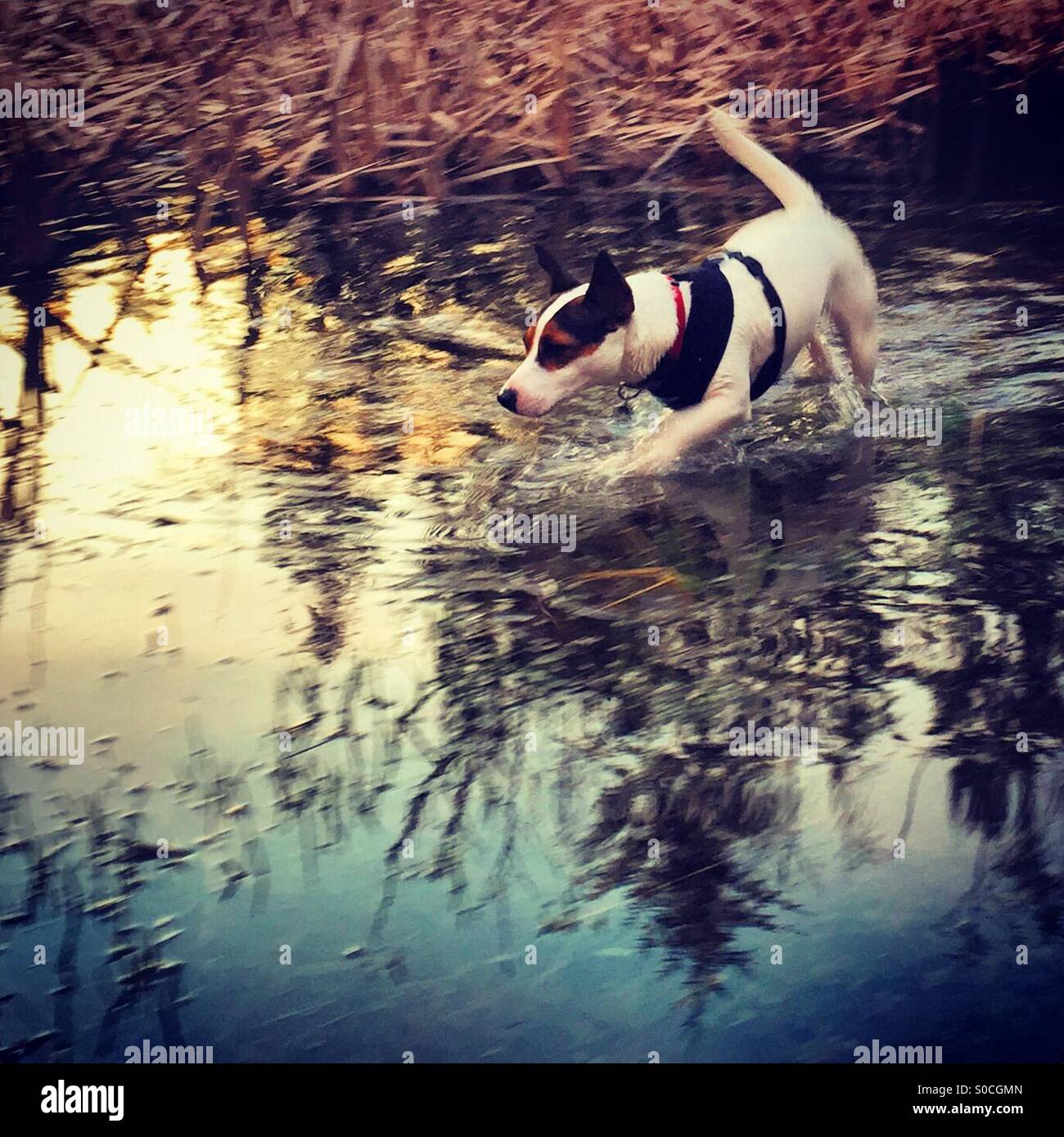 Dog walking in water at sunset. - Smartphone Captured Stock Image