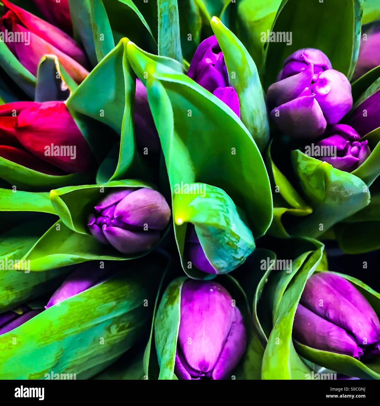 Bouquet of red and purple tulips. - Smartphone Captured Stock Image