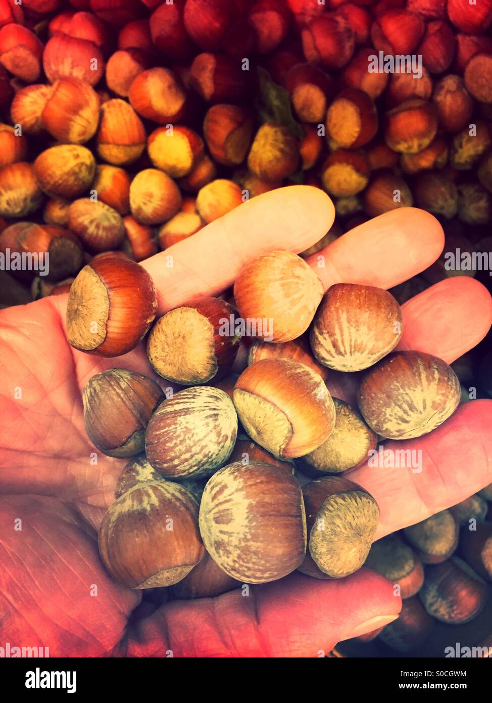 Many whole hazelnuts shells hi-res stock photography and images - Alamy