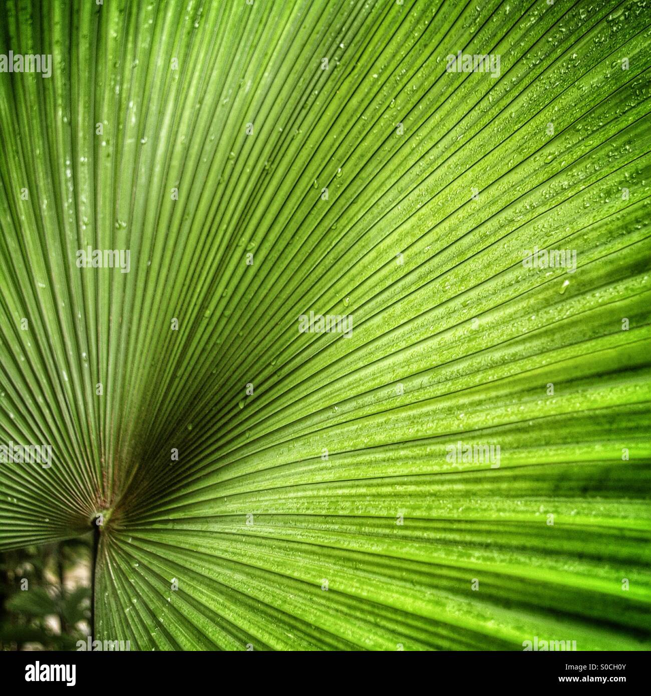 Close up of a Palm leaf at Kew Gardens, London - Smartphone Captured Stock Image