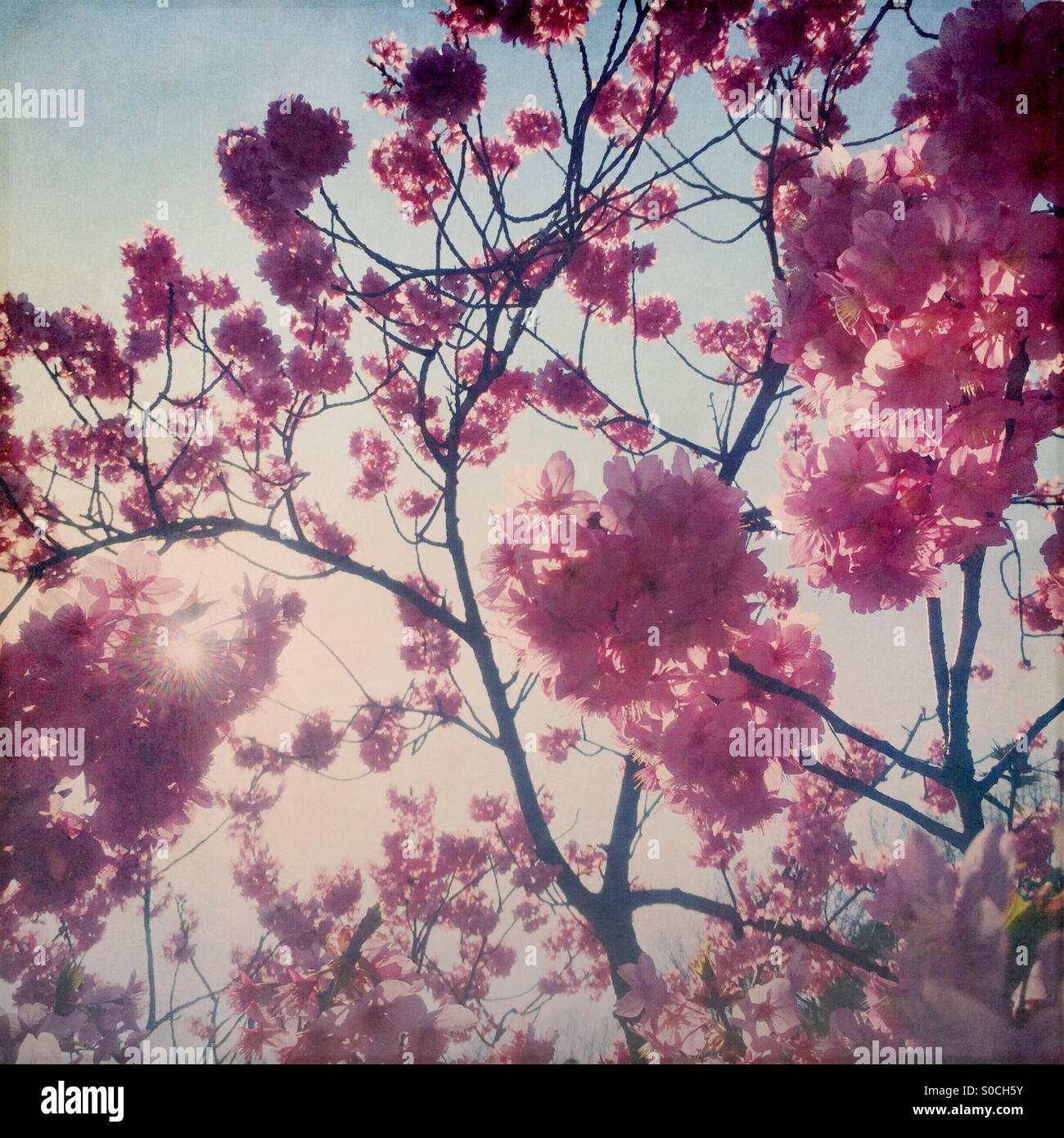 Backlit Yokohamahizakura, a variety of Sakura or cherry blossom with deep pink color. Vignette and vintage paper texture overlay. Stock Photo