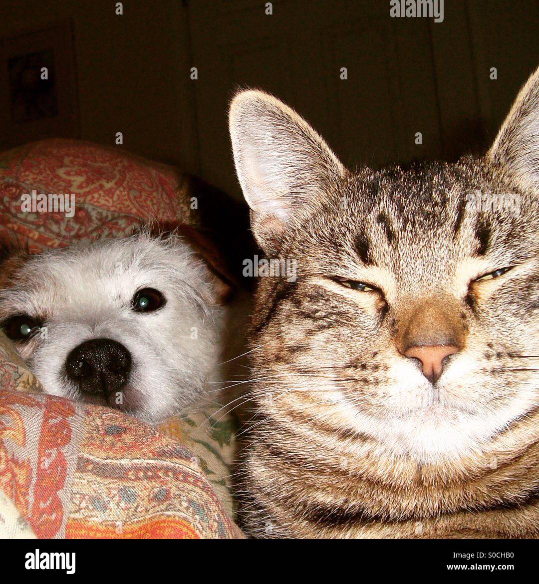 Cat and dog friends laying together Stock Photo