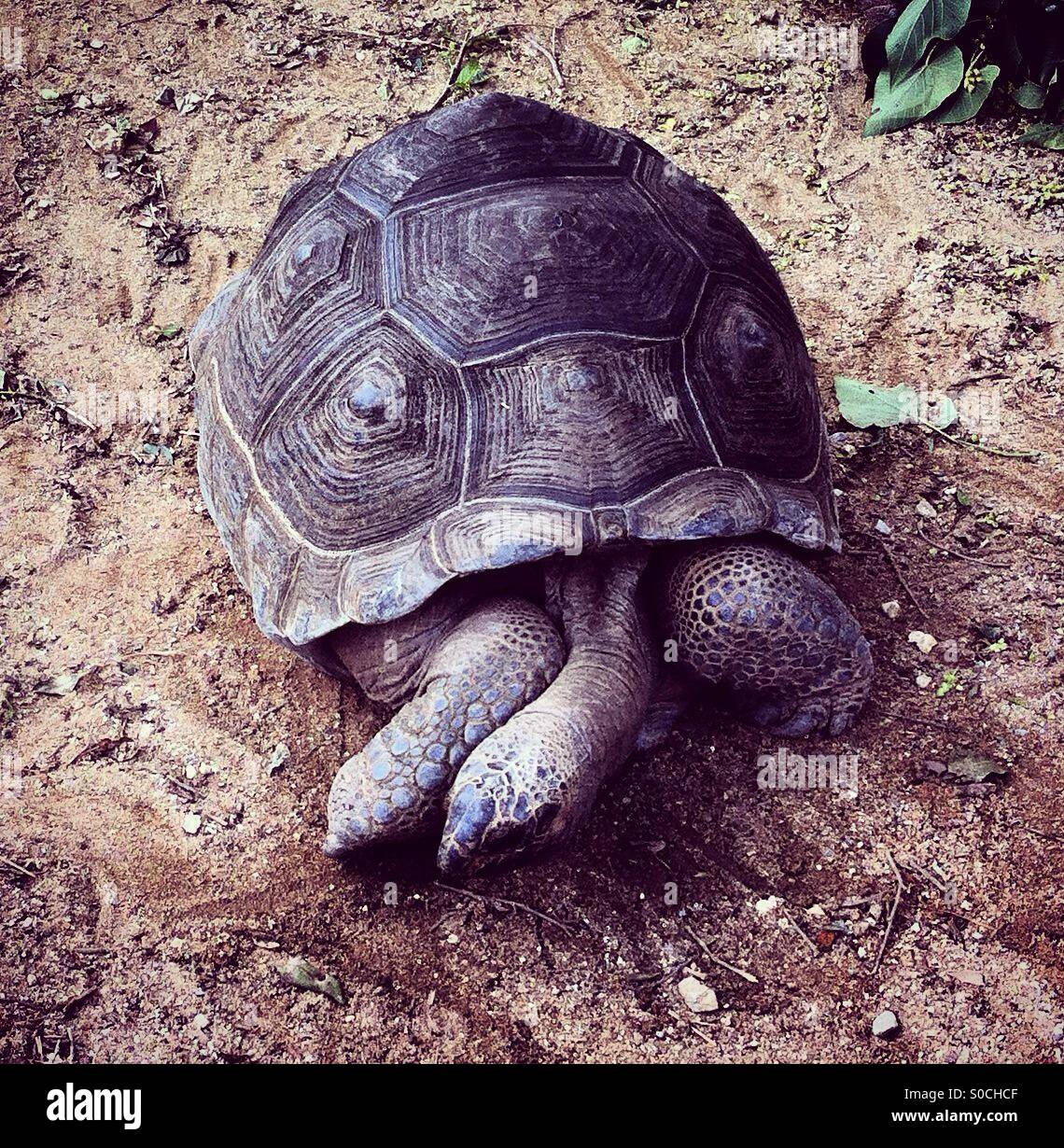 Old giant turtle moving slowly - Smartphone Captured Stock Image