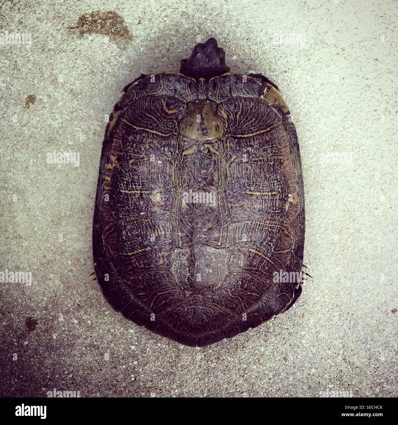 Turtle shell top view - Smartphone Captured Stock Image