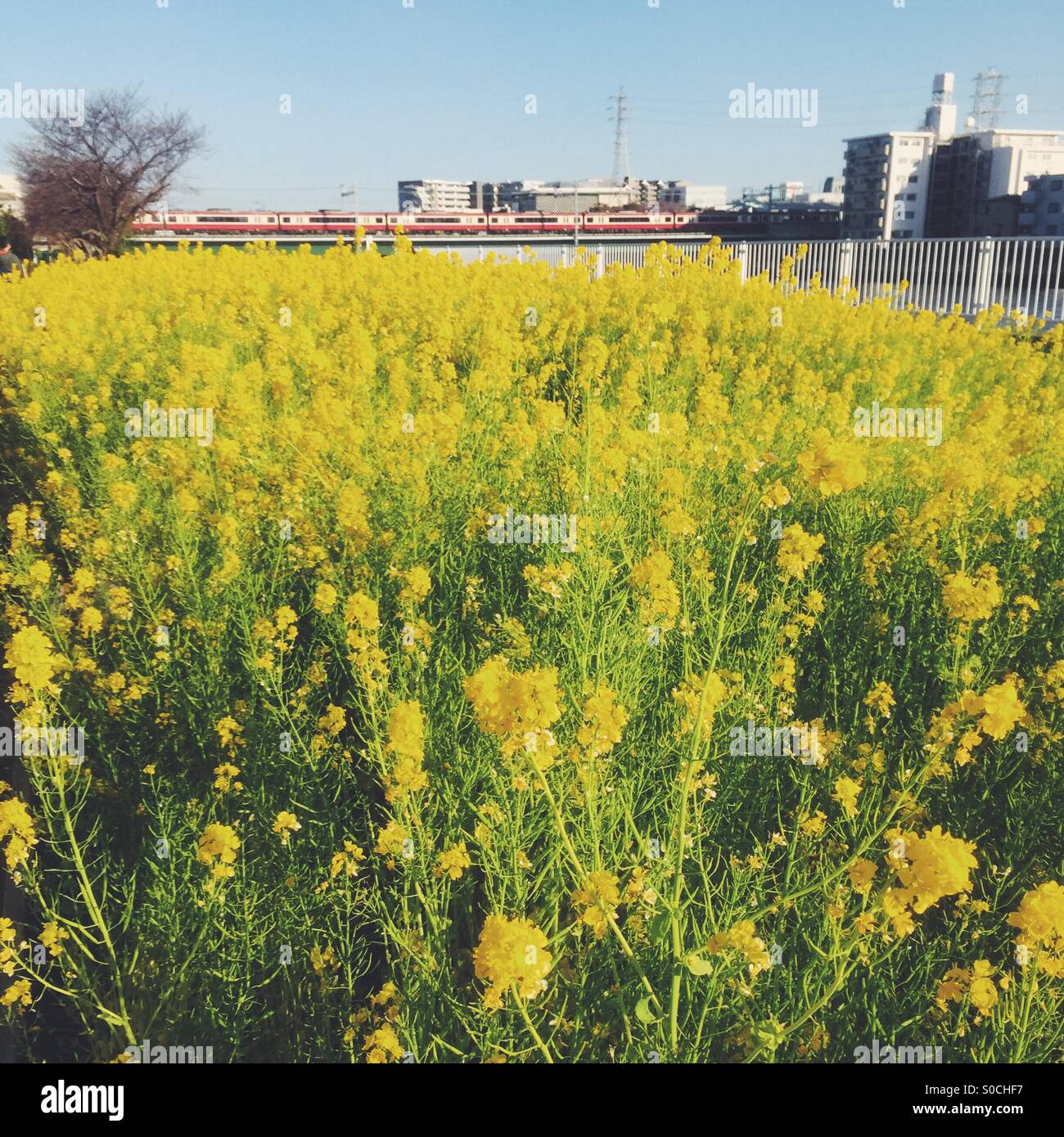 Vibrant yellow field mustard on foreground with red Keikyu train and blue sky in background, taken at Tsurumi Ward in Yokohama City, Japan. Stock Photo
