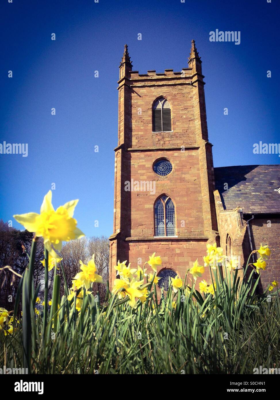 Churchyard Daffodils, Hanbury, Worcestershire, England, UK Stock Photo