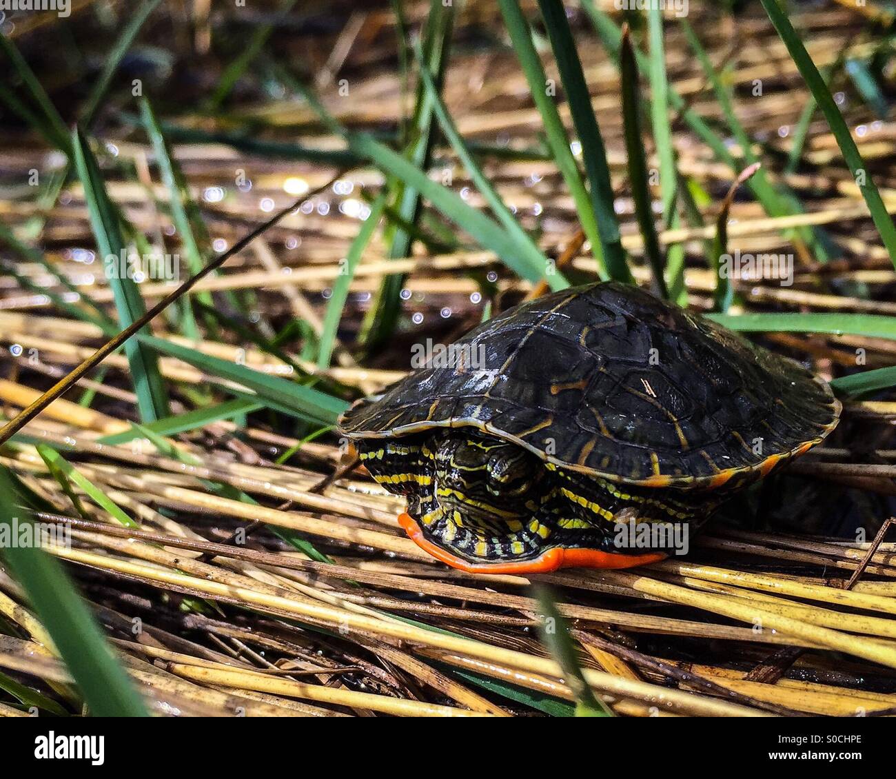Turtle hiding shell hi-res stock photography and images - Alamy