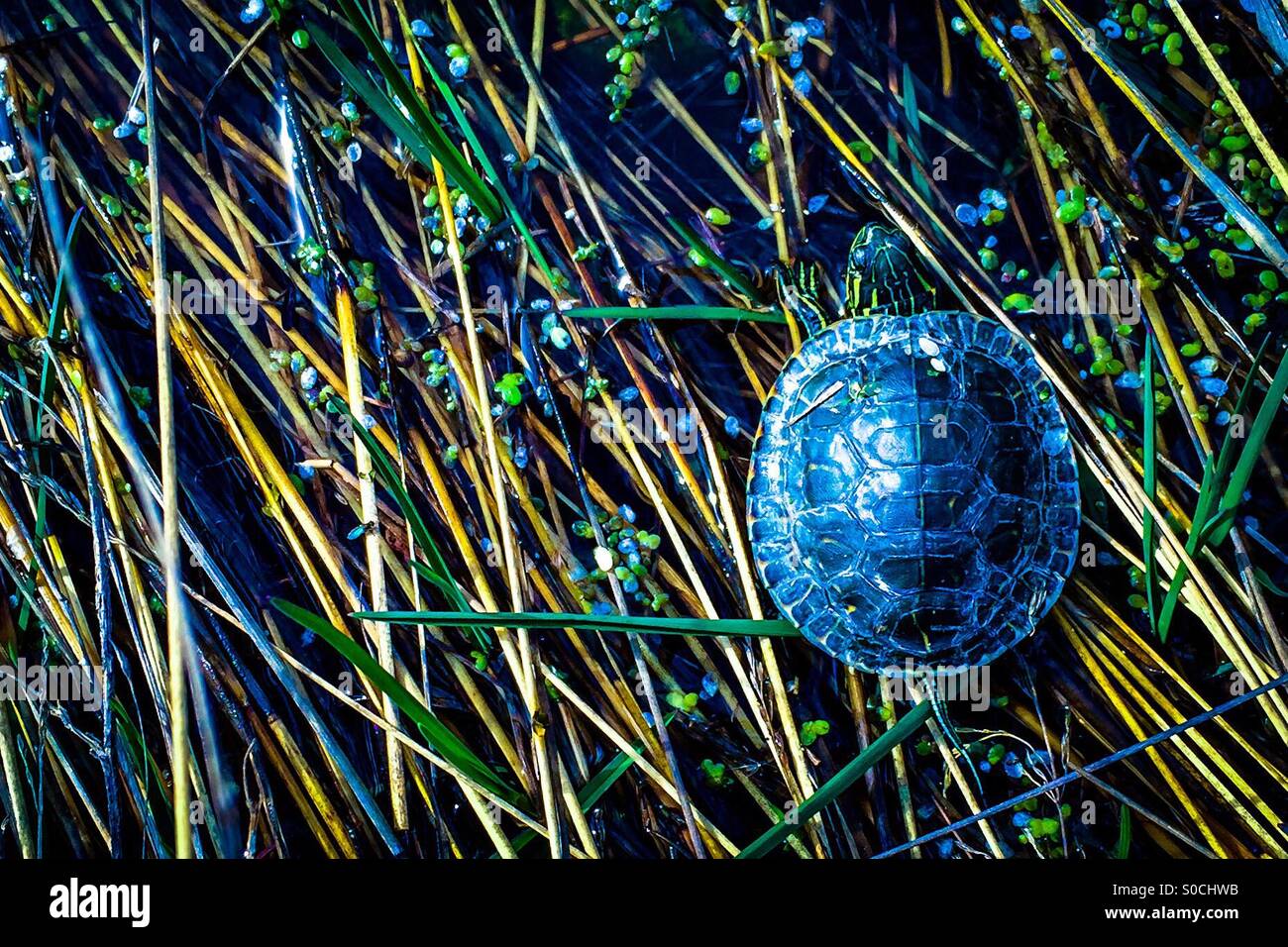 Small turtle sitting on grass at the edge of pond. Bluish edit. - Smartphone Captured Stock Image