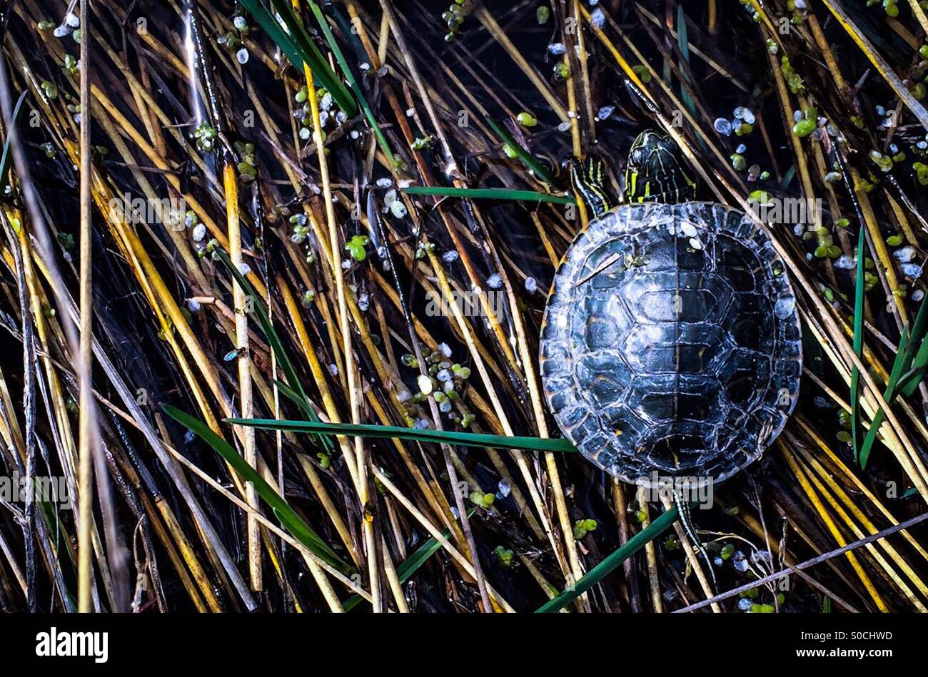 Small painted turtle sitting on grass at the edge of pond. - Smartphone Captured Stock Image
