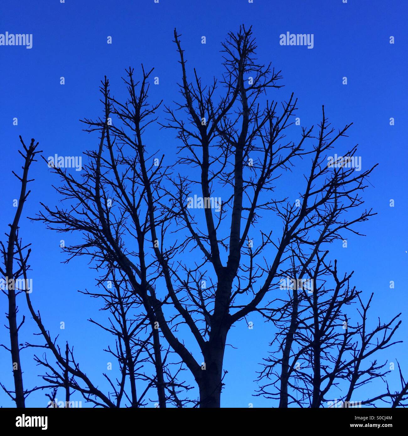 Leafless tree and blue sky Stock Photo
