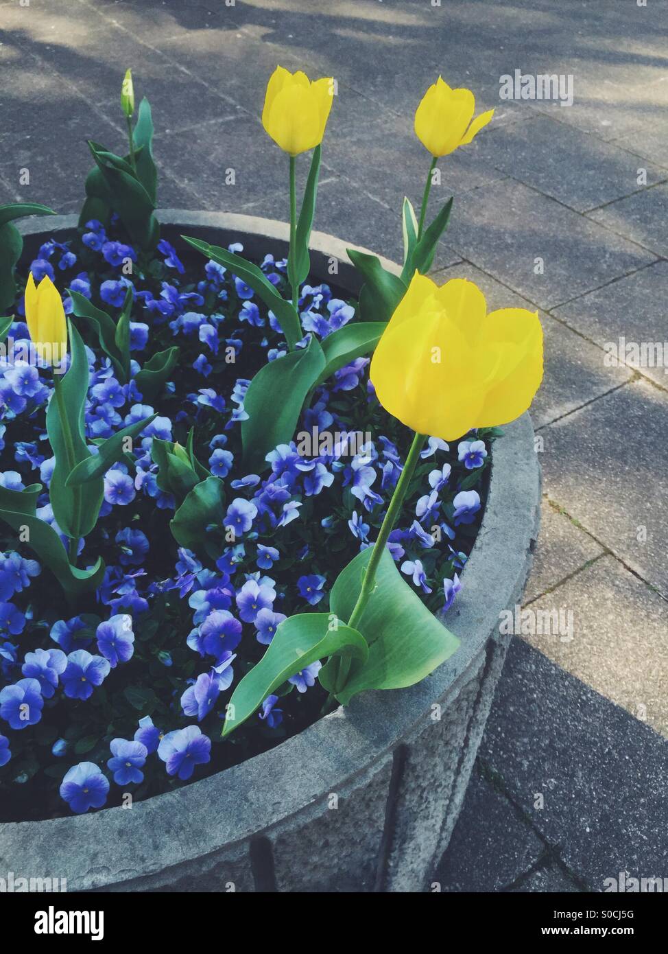 Large flower pot with pretty yellow tulips and violets in Spring. Stock Photo