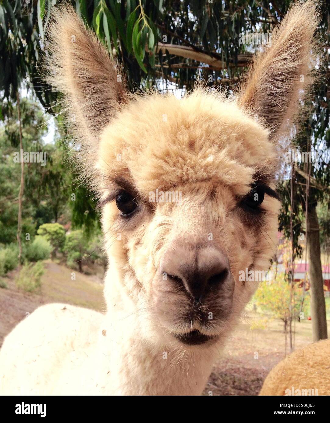 Female White Alpaca looking into camera - Smartphone Captured Stock Image