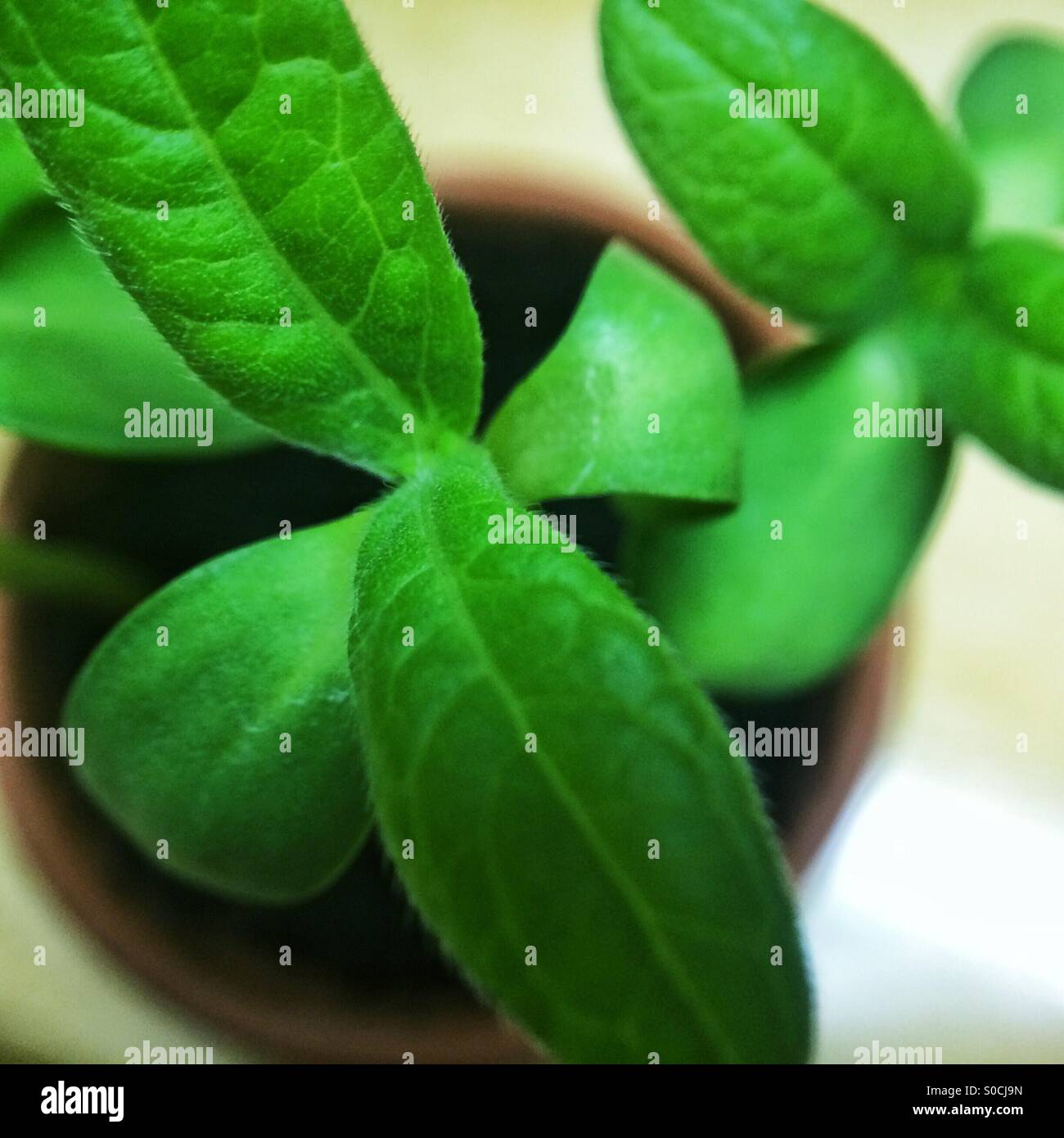Macro of sunflower seedling leaves Stock Photo