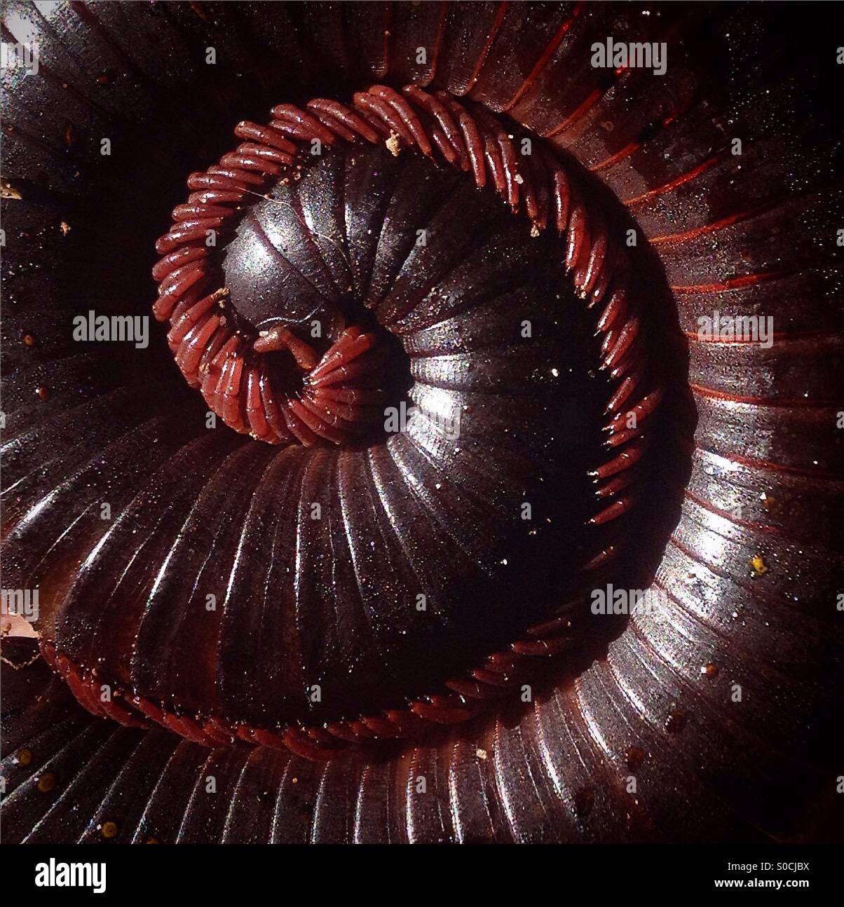 A centipede in Cappas Insectozoo in Vila Ruiva, Portugal - Smartphone Captured Stock Image