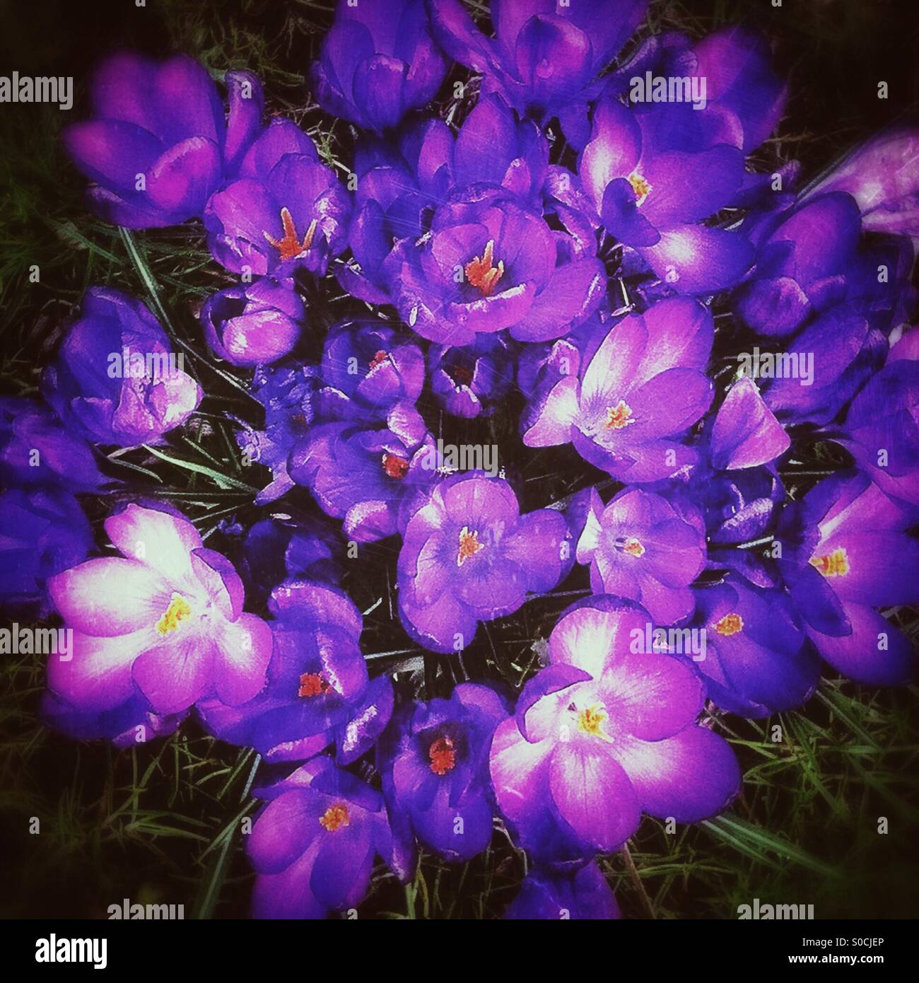 Close up of purple crocuses England UK - Smartphone Captured Stock Image