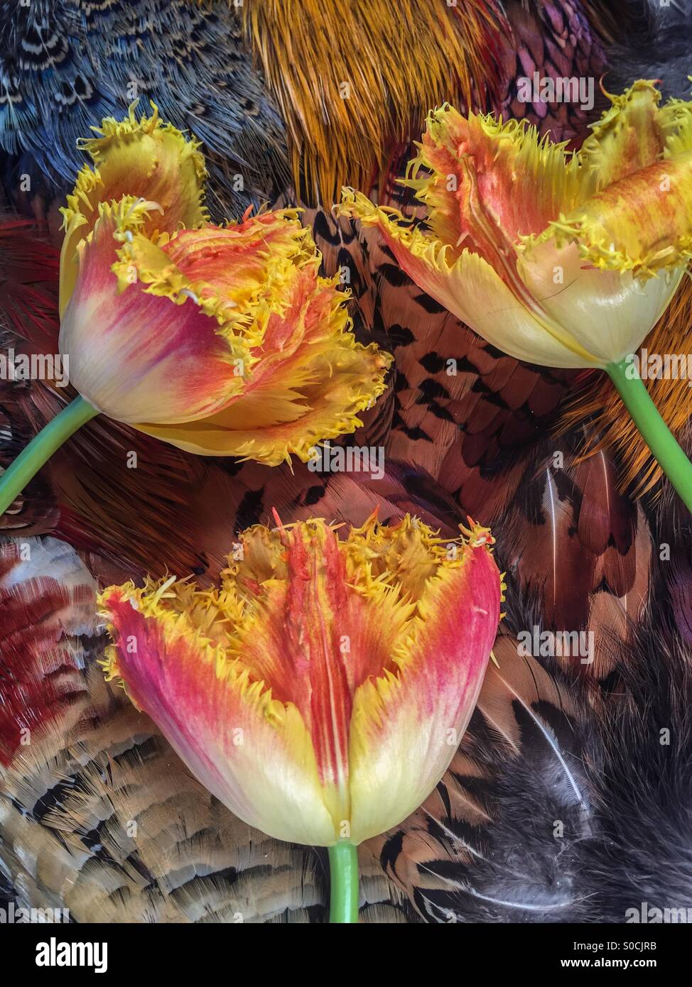 Feathers and tulips Stock Photo