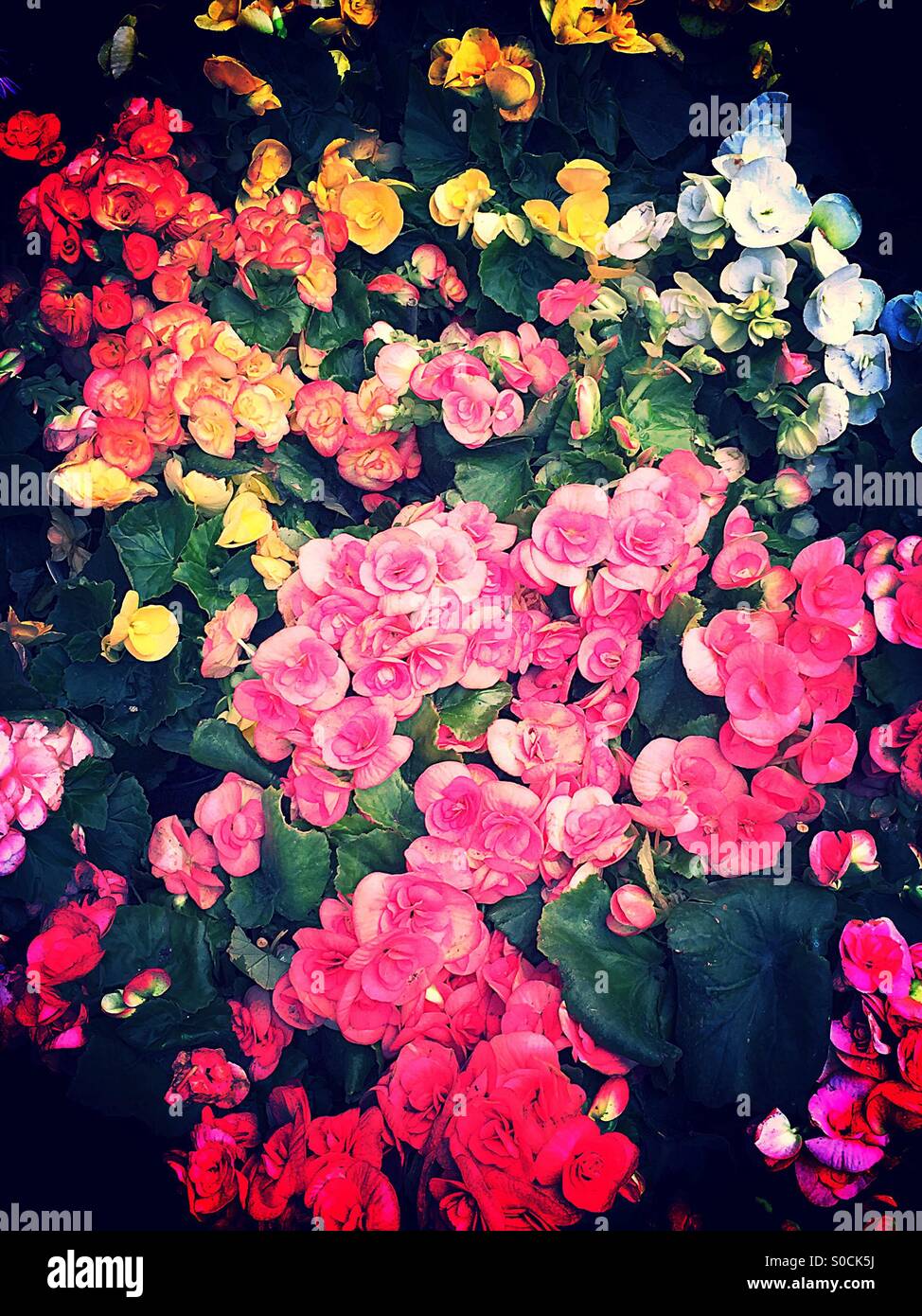 Vibrant garden flowers hi-res stock photography and images - Alamy