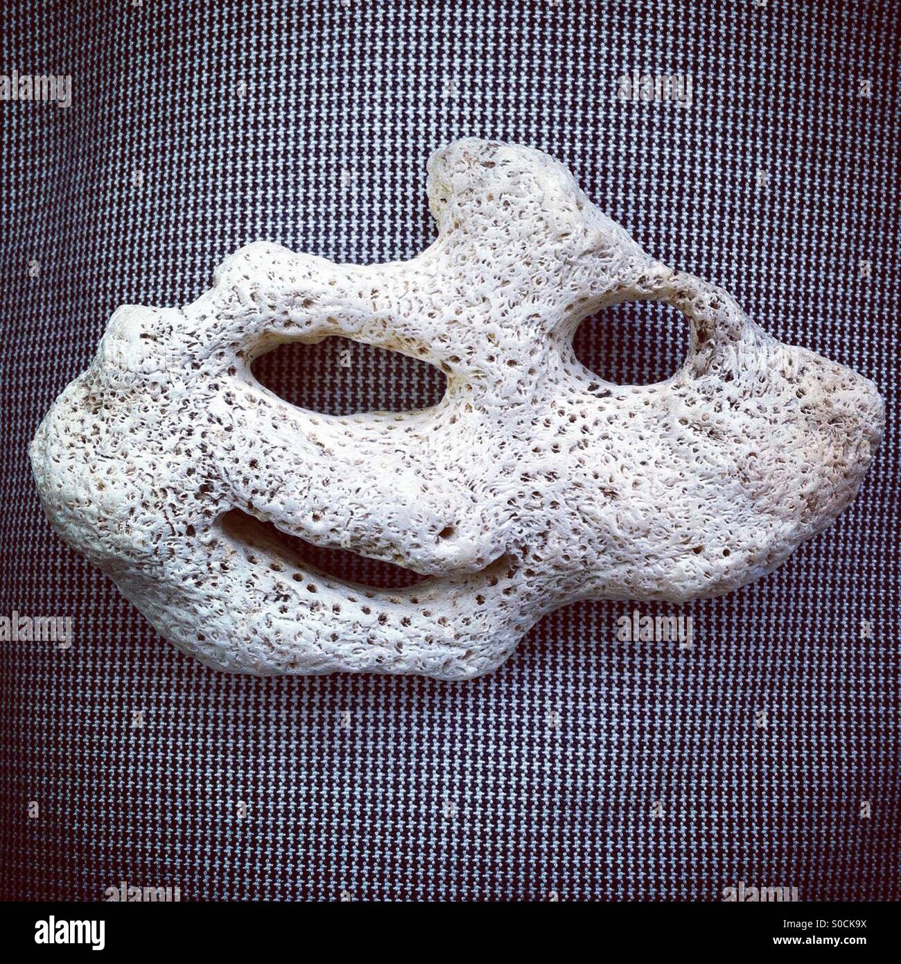 Friendly coral - Smartphone Captured Stock Image