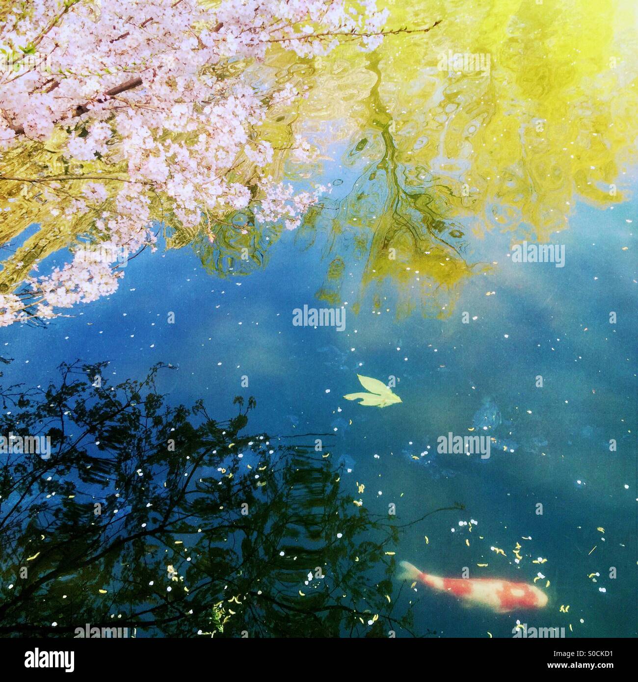 White And Orange Koi Fish Swimming In A Pond With Cherry Blossom Petals Scattered On The Water Surface Willow And Cherry Trees Reflected On The Water Vintage Paper Texture Overlay Stock Photo