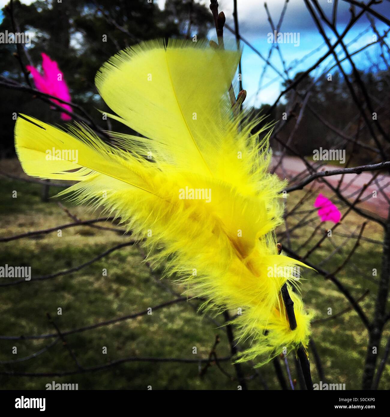 Traditional North Europe Easter decorations of colourful feathers in trees. Picture taken in Finland. - Smartphone Captured Stock Image